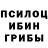 Псилоцибиновые грибы Psilocybe stil' house